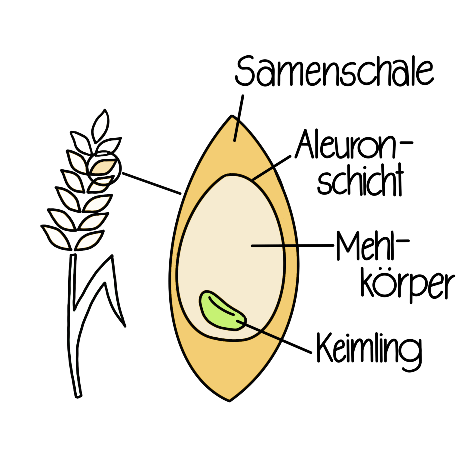 VOLLKORN FÜR EINE VOLLWERTIGE ERNÄHRUNG Kornelia